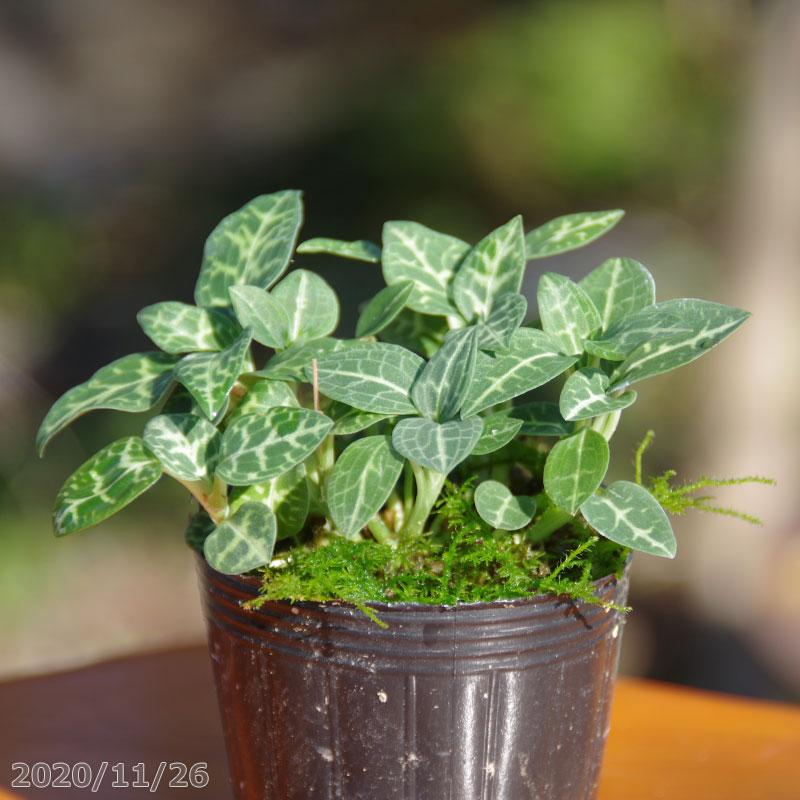 山野草の石田精華園 / シュスラン類