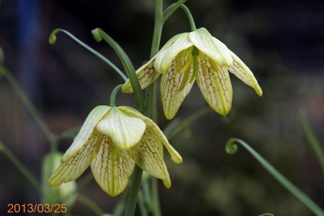 59山野草 カタクリソウ白花系1球 - メルカリ (*)様 59山野草 カタクリ
