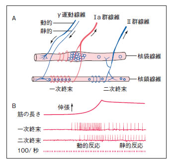 基礎歯科生理学 第6版 正誤表／補足情報／医歯薬出版株式会社