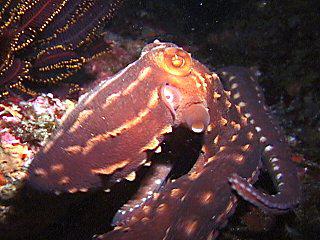 シマダコ - Izuzuki海の生き物大図鑑(笑)