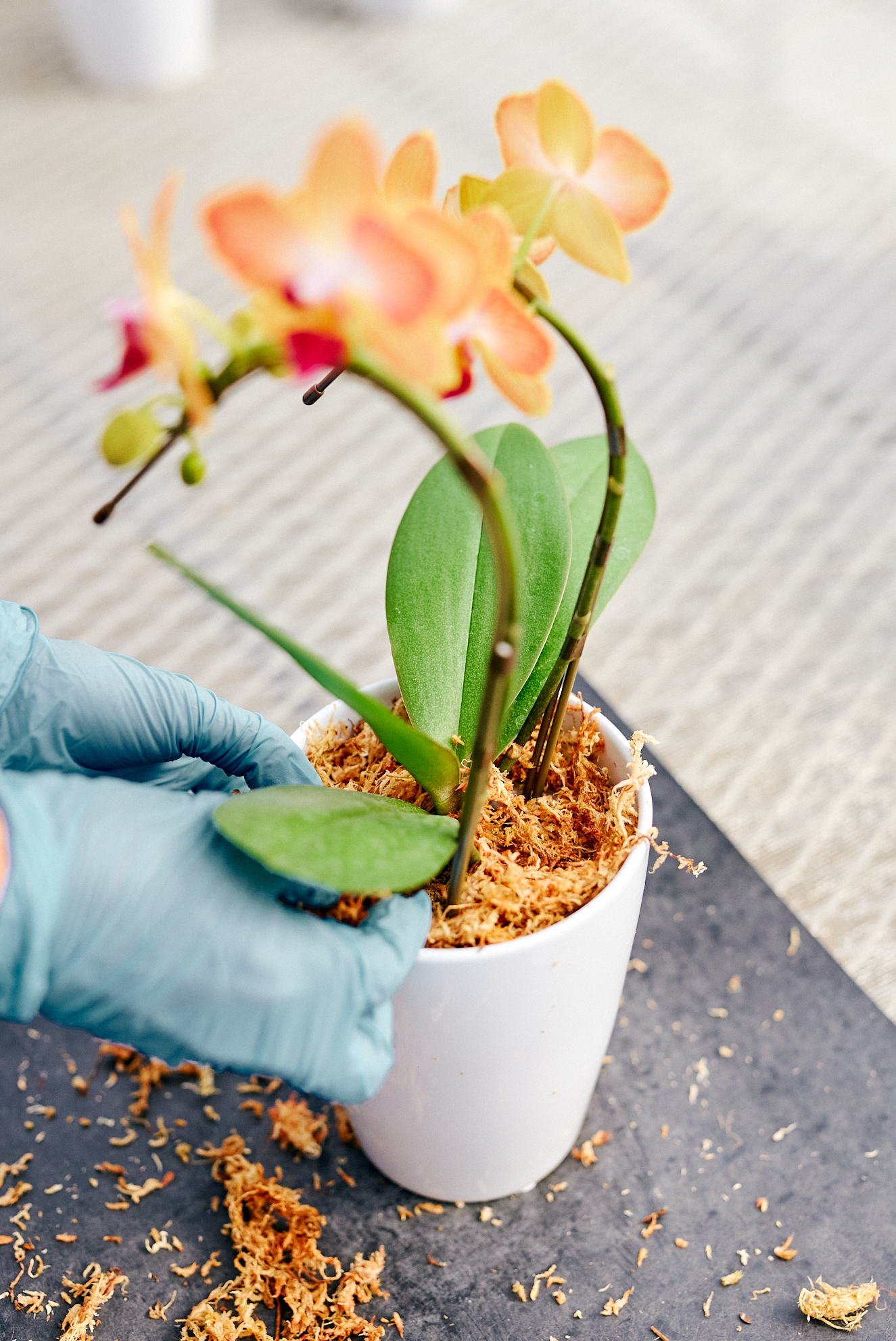 苗ができるまで最低3年 情熱が産み出す、 次世代の ｢ミディ胡蝶蘭