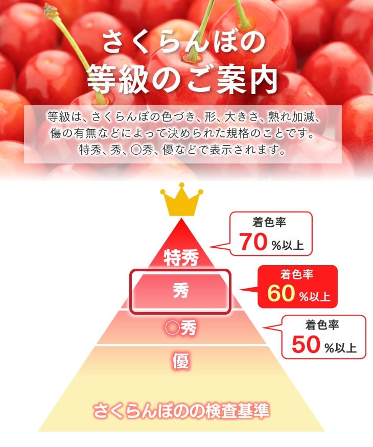 さくらんぼ佐藤錦約500g（化粧箱）クール便: JAてんどうフーズ
