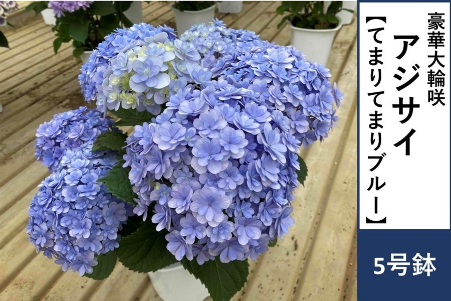 アジサイ【てまりてまりブルー】5号鉢: JA全農かながわ|【JAタウン