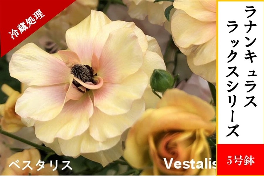 ラナンキュラス ラックスシリーズ【ベスタリス】5号鉢（冷蔵処理