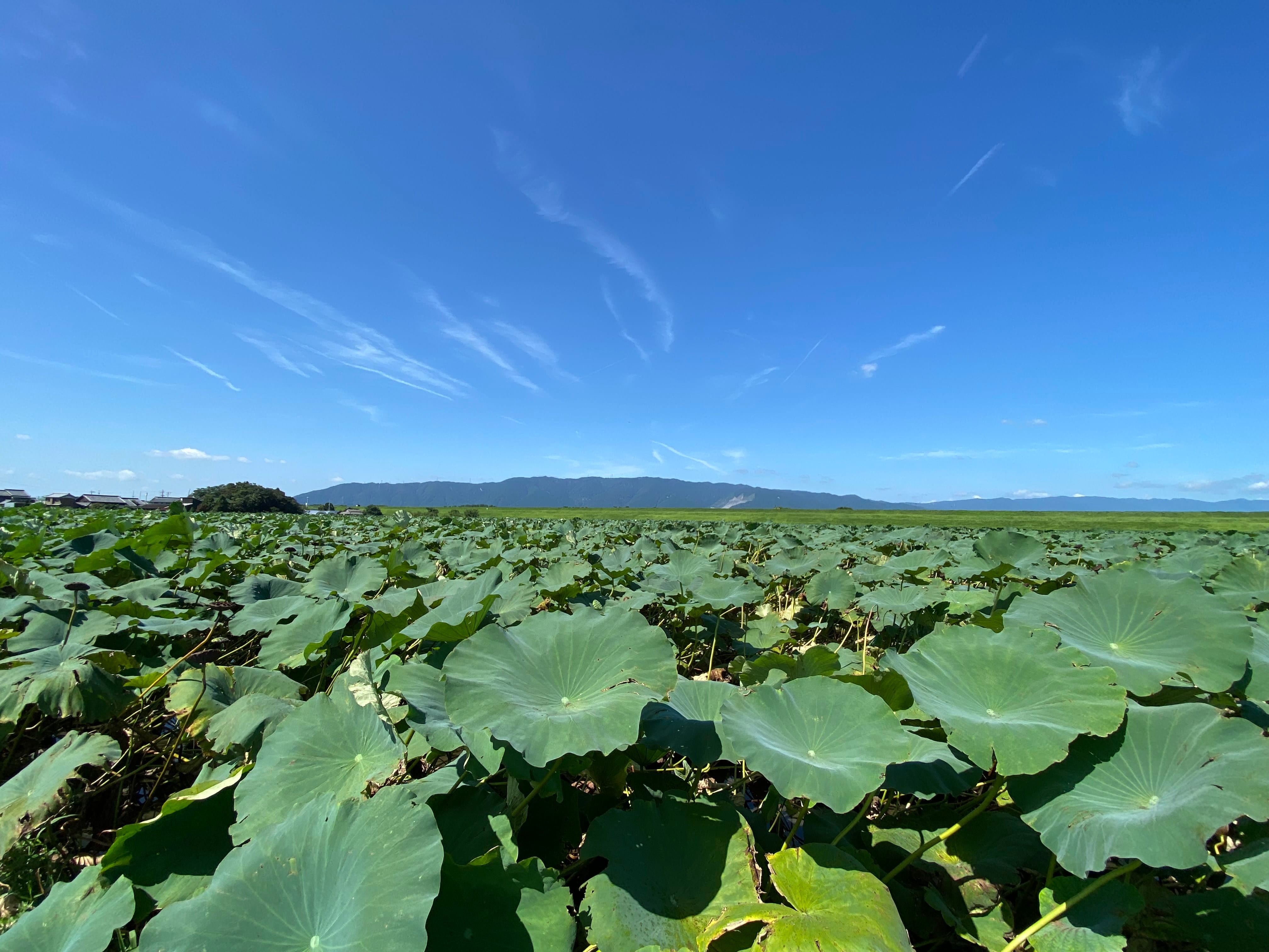贈答用れんこん 2本入り（愛知県愛西市産）: あいちゴコロ|【JA