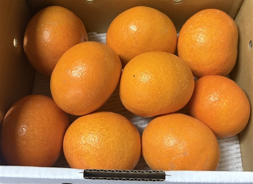 愛媛県産「天草（あまくさ）」約2kg（優以上M～2L混合）＊随時