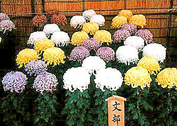 日本の華「キク」 -- 公益社団法人農林水産・食品産業技術振興協会 --