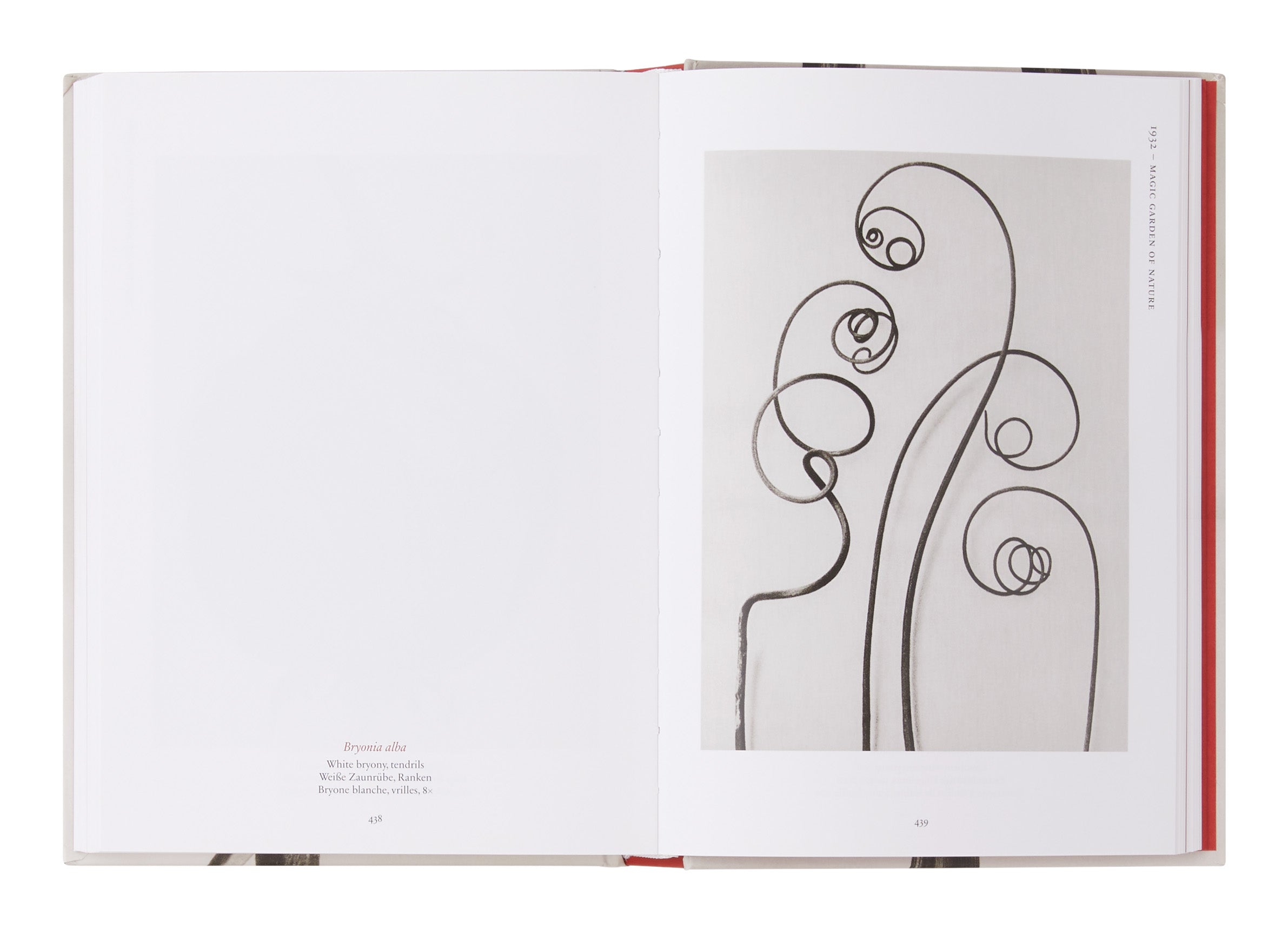 Karl Blossfeldt: The Complete Published Work | Jayson Home
