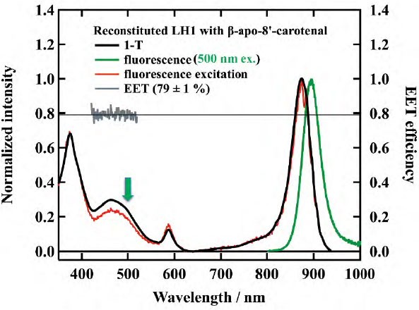カロテノイド：構造と機能から見る新たな視点 | JAIMA 一般社団法人