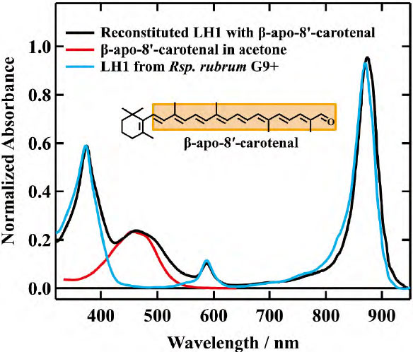 カロテノイド：構造と機能から見る新たな視点 | JAIMA 一般社団法人