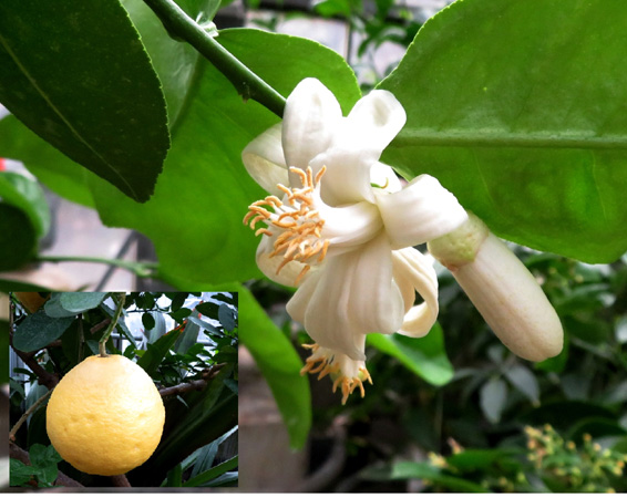 一般財団法人日本医薬情報センター(JAPIC)