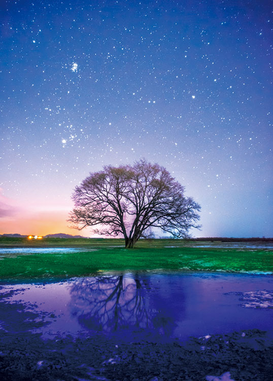 EPO-71-809 風景 Art Puzzle Collection 青の世界 ひとりぼっちの木