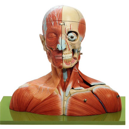 人体模型 頭部、頸部模型 ソムソ社