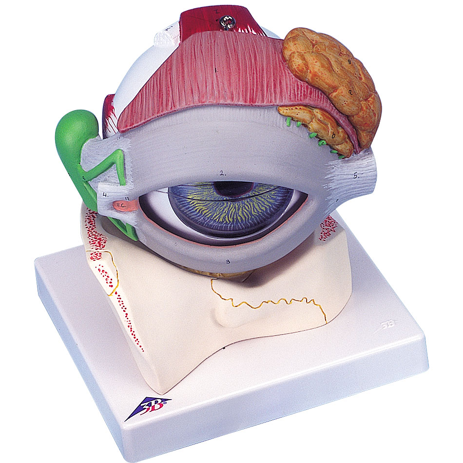 人体模型 眼球/5倍大,眼瞼と涙器付