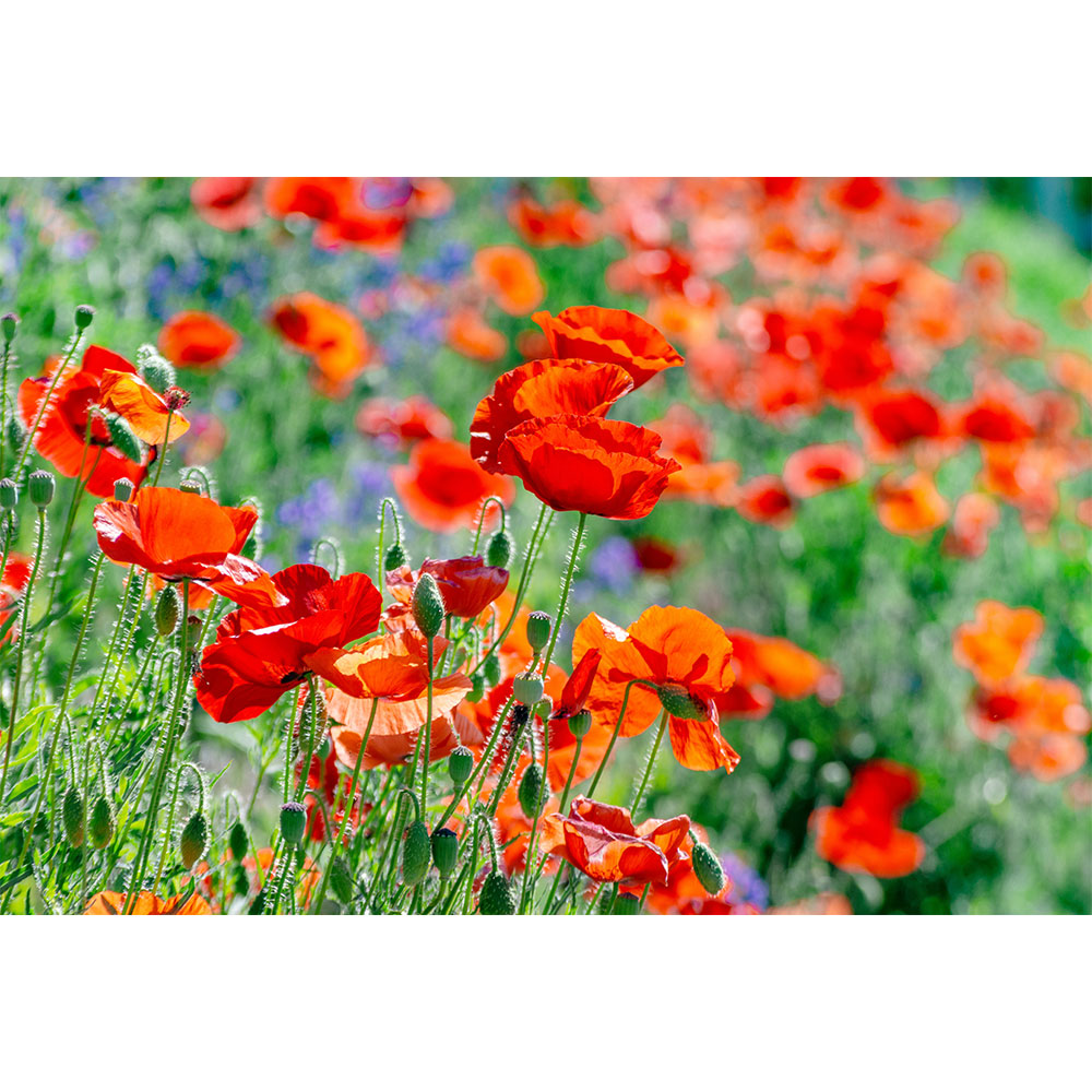 ジグソーパズル 1000ピース 風景 花 | ジグソーパズル通販専門店【JPUZZ】