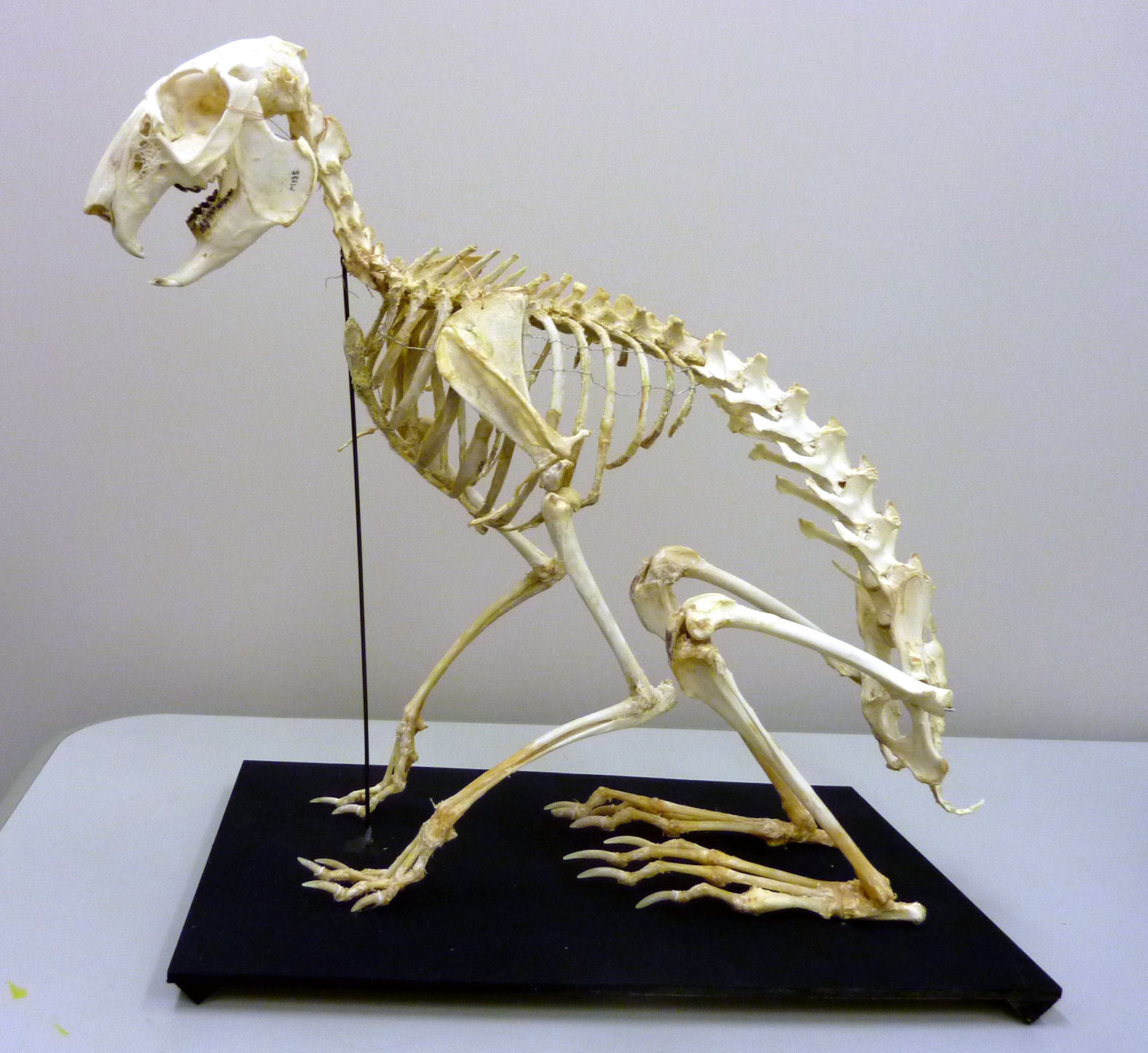 あくあぴあブログ: 新しい標本を展示しました