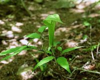 四季の山野草（ホソバテンナンショウ）