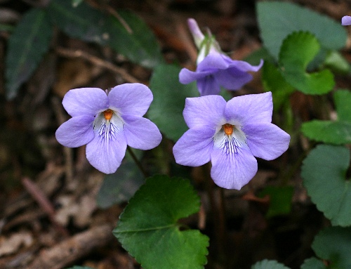 四季の山野草（タチツボスミレ）