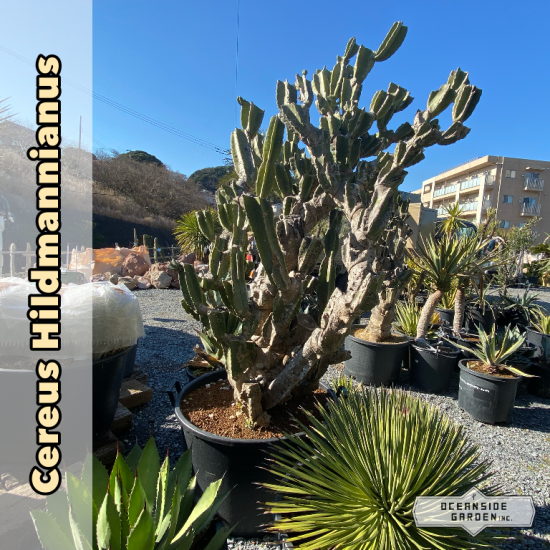 鬼面角ブランチの存在感！ | DESERT INC.