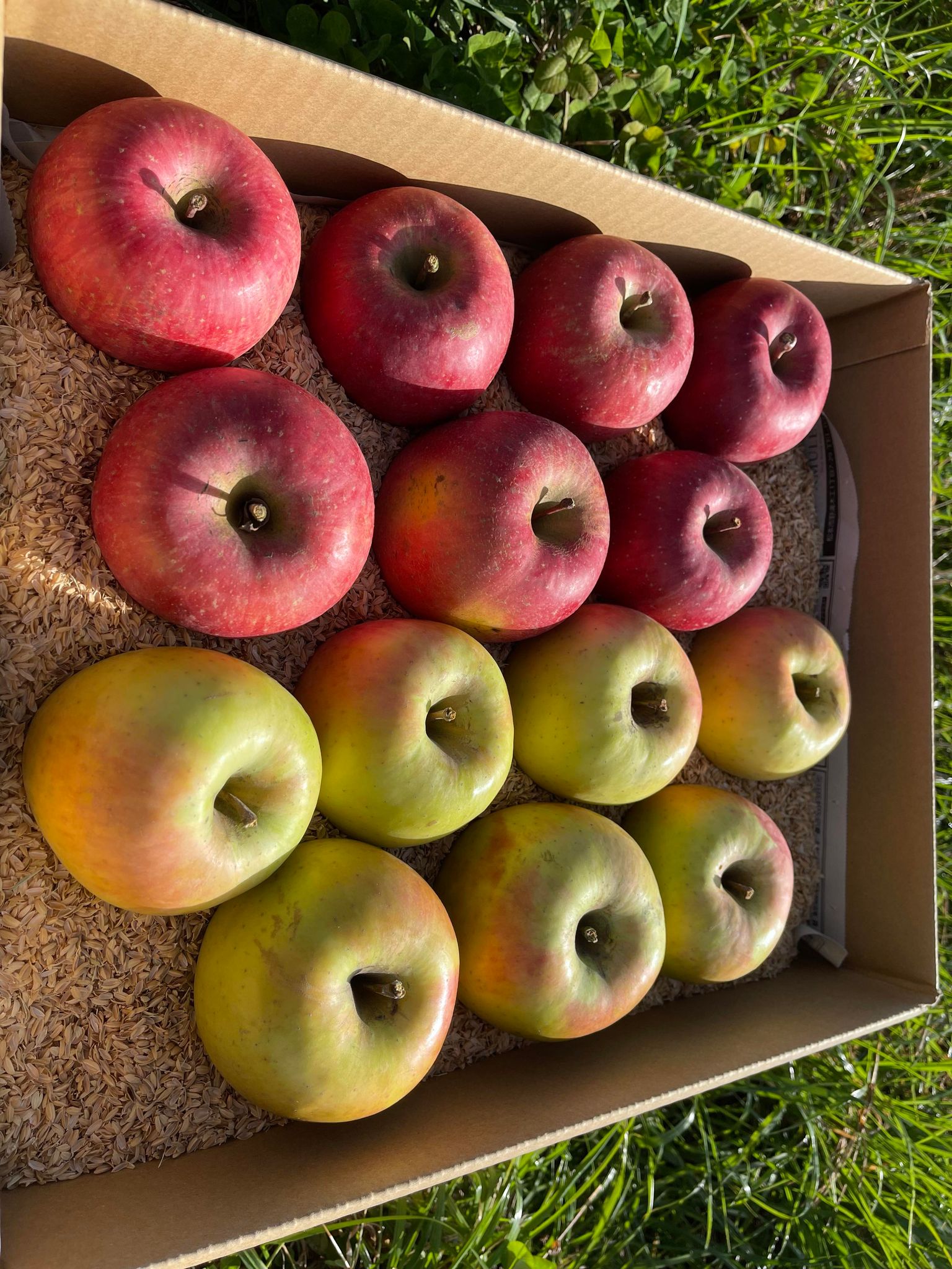 ぐんま名月・りんご 【中玉】3キロ箱（11～12個入り） トマトジュース