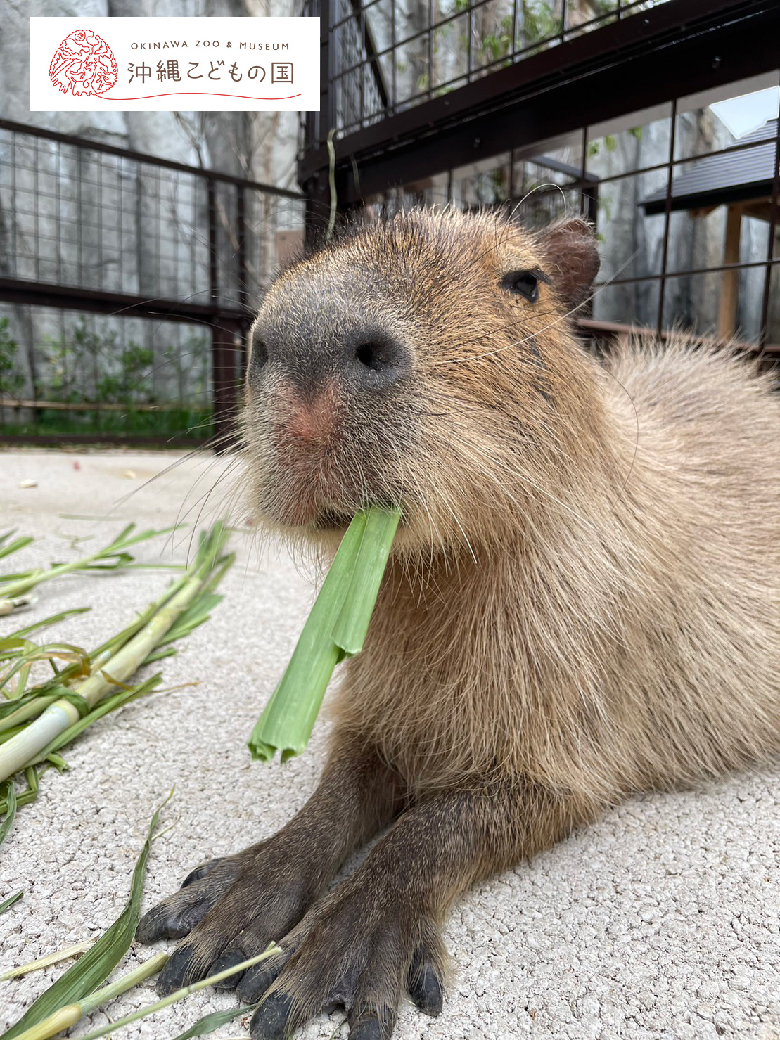 カピバラ（オニテンジクネズミ） | 沖縄こどもの国 - Okinawa Zoo & Museum