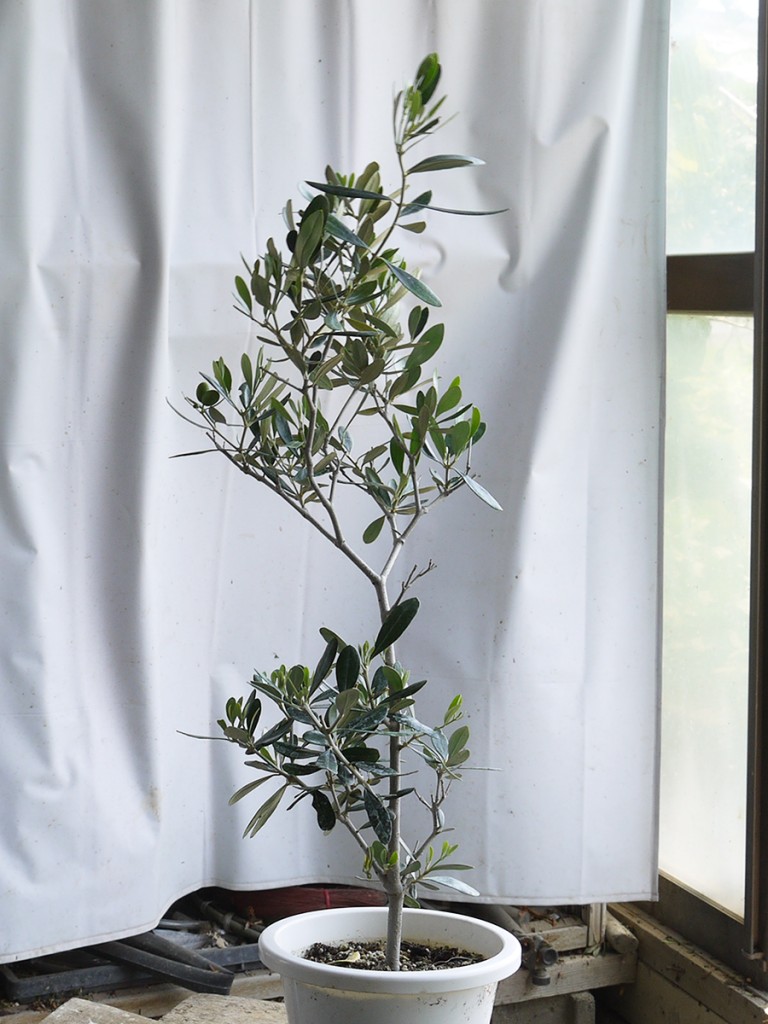 オリーブの盆栽を仕立てる・その1（カラマタ） | オリーブ盆栽の