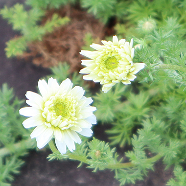 カモミール・ローマン-精油の販売店 - オレンジフラワー