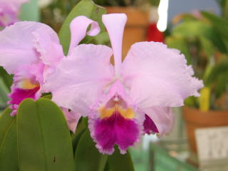 第47回 蘭友会 洋蘭展 カトレヤ原種 47th JAOS Orchid Show Cattleya