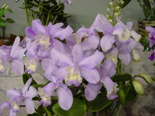 世界らん展日本大賞2003 原種カトレア Japan Grand Prix