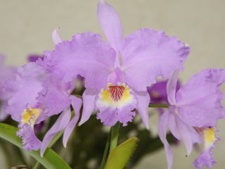 世界らん展日本大賞2008 カトレヤ原種 Japan Grand Prix