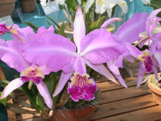 ワールドオーキッド2005インろまんちっく村 カトレヤ原種 World