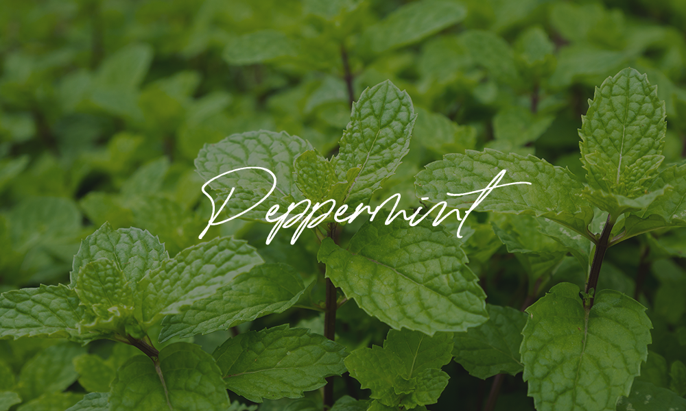 シルクヘア ヘア&スカルプクリアシャンプー | LAVIEN JAPAN