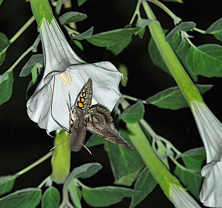Angel's Trumpet - Tree Treasures of Lancaster County