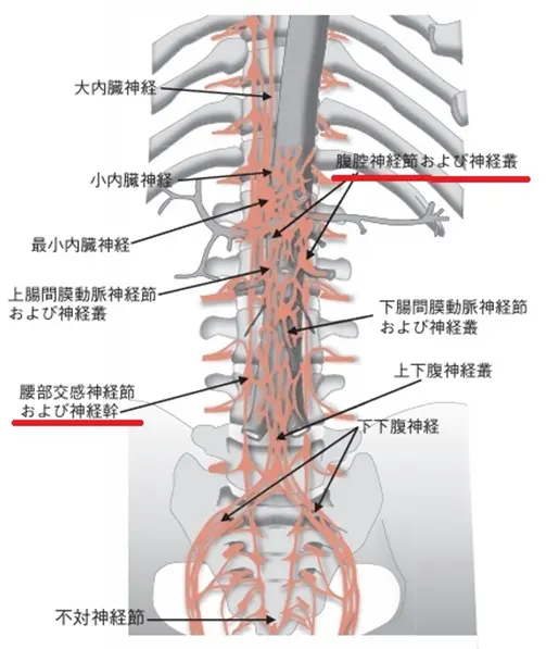 当院でできる主な神経ブロック注射｜大阪府茨木市 ももたろう痛みの