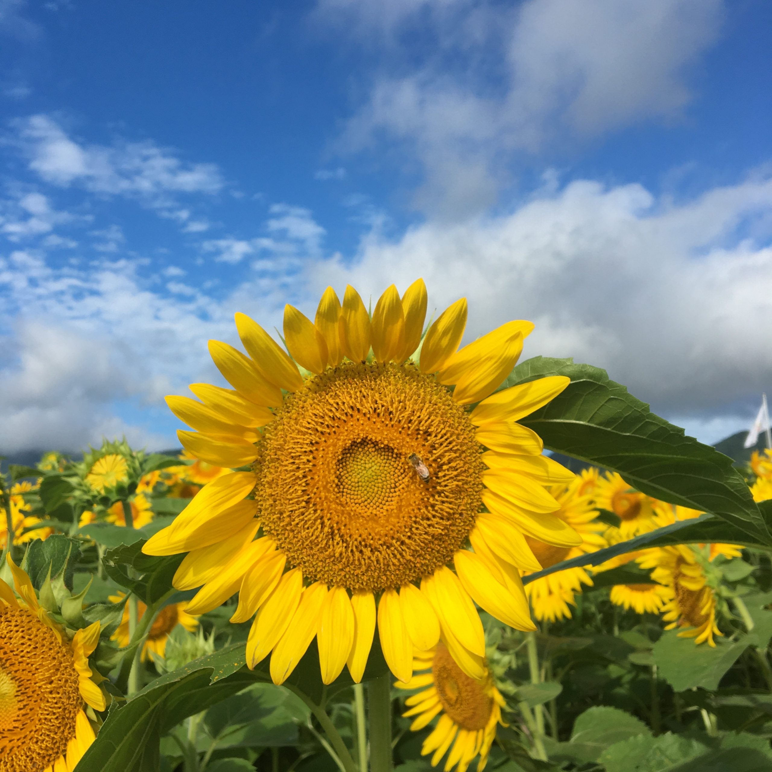 松阪市内 ひまわり畑🌻 2022年7月31日 - 松阪市観光協会