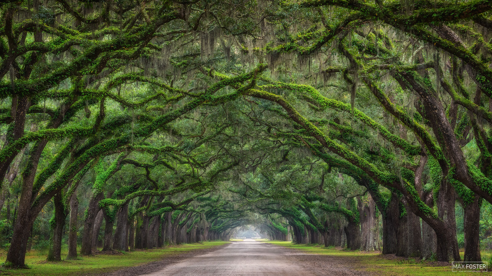 Tunnel Vision | Wormsloe Plantation | Savannah, Georgia | Max