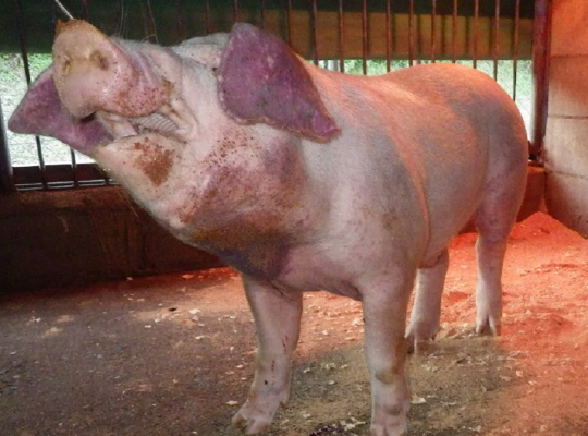 畜産農家の方へ：農林水産省