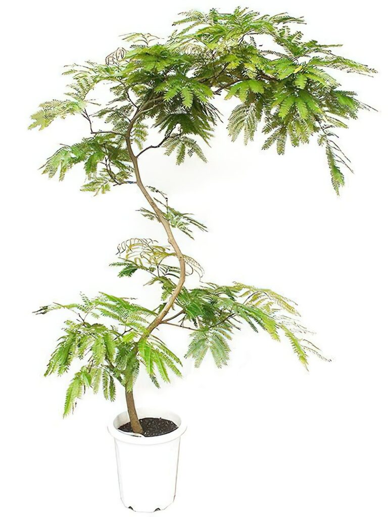 エバーフレッシュ 曲がり 10号サイズ | HITOTOKI by MAKIMO PLANT