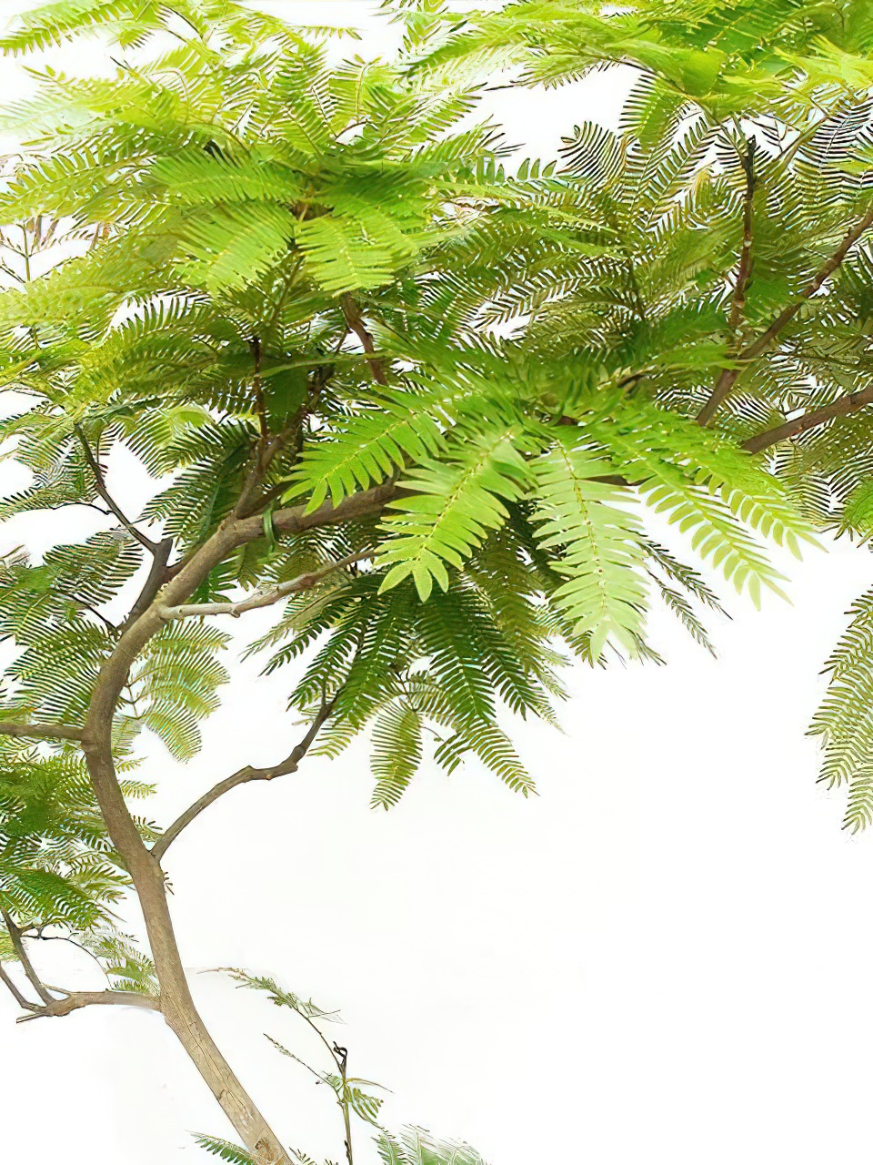 エバーフレッシュ 曲がり 10号サイズ | HITOTOKI by MAKIMO PLANT