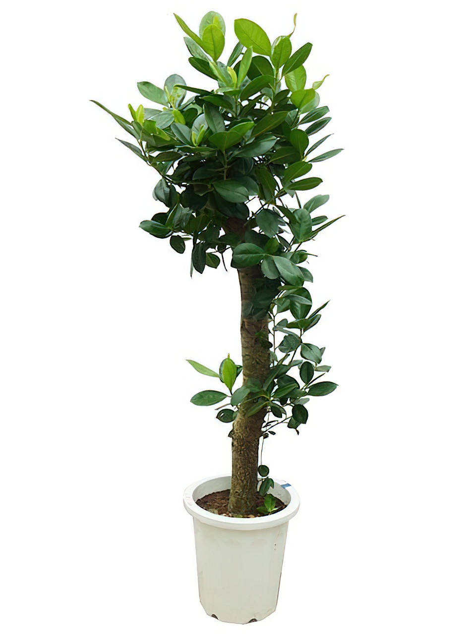 ガジュマル ヒロハタイプ 10号サイズ | HITOTOKI by MAKIMO PLANT