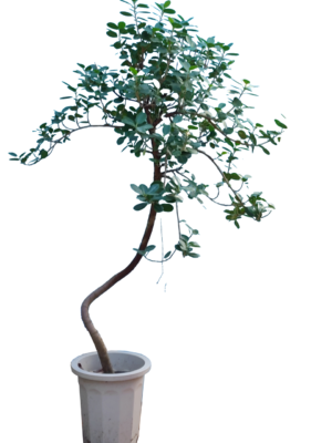 タビビトノキ（旅人の木） 8号サイズ | HITOTOKI by MAKIMO PLANT