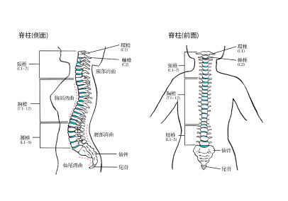脊柱及び体幹骨の障害 | 交通事故の無料相談なら【マンガ交通事故相談】