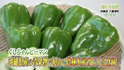 第7回 沖縄県八重瀬町「ピーマン」 | ザクサ液剤