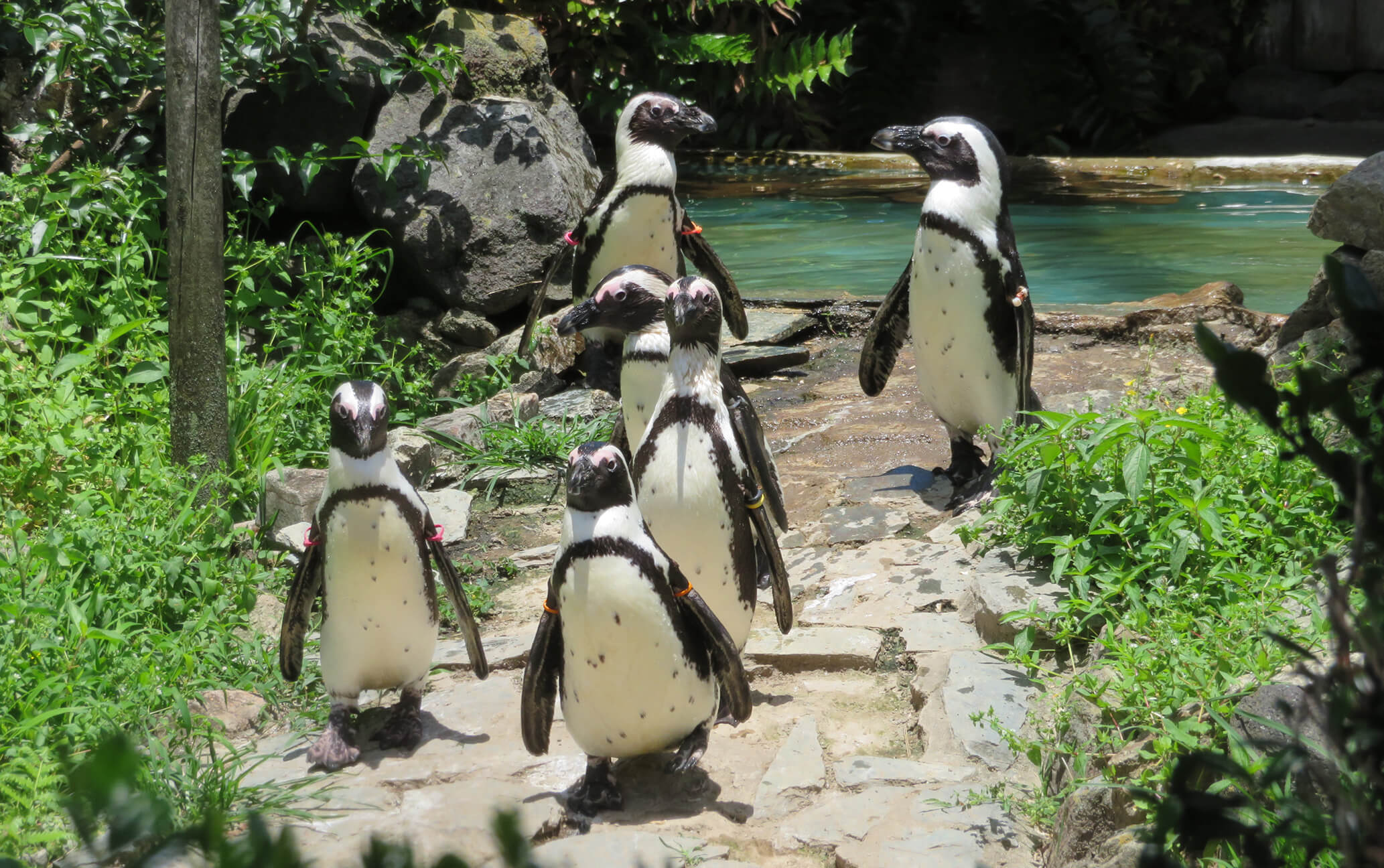 ケープペンギン | 宮崎市フェニックス自然動物園サイト