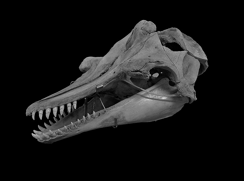 みやざきデジタルミュージアム