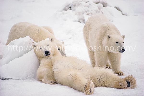 星野道夫の旅 A4クリアファイル3枚セットA | 星野道夫オンラインショップ