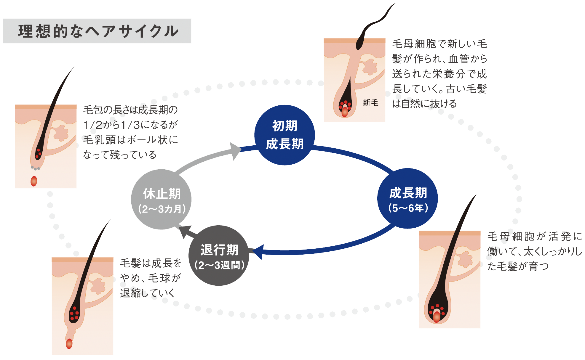 資生堂プロフェッショナル アデノバイタル| 理美容用品商材総合通販