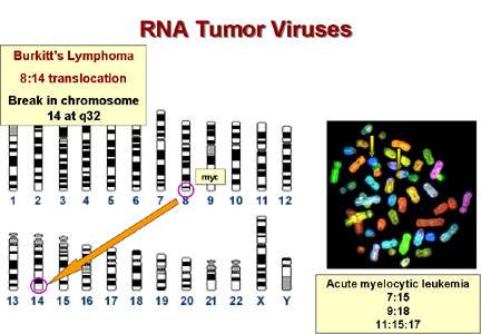DNA and RNA (Retrovirus) Tumor Viruses