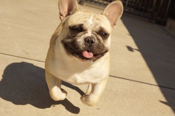 フレンチブルドッグの交配犬検索｜みんなのブリーダー