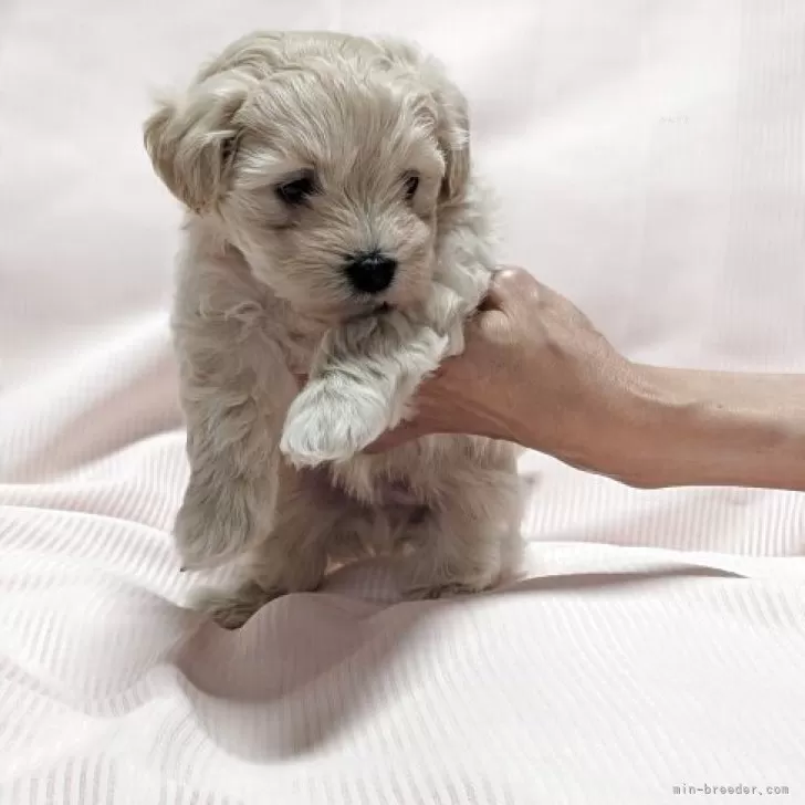 マルプー(マルチーズ×トイプードル)【北海道・男の子・2025年11月10日